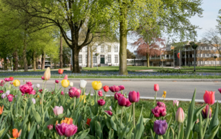 Lente Hillegom