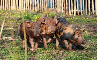 Varkens Elsbroekpark 