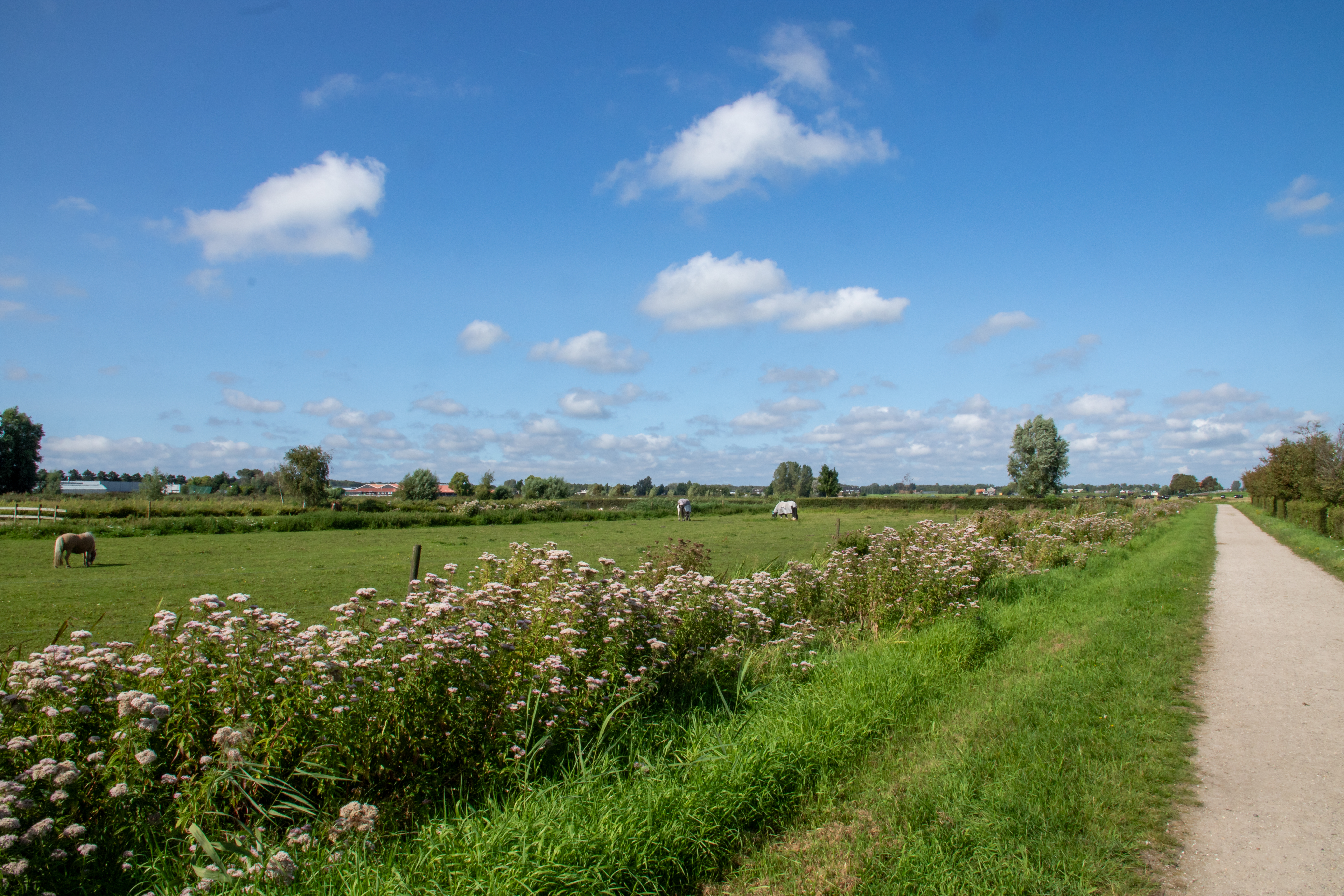 Maaien